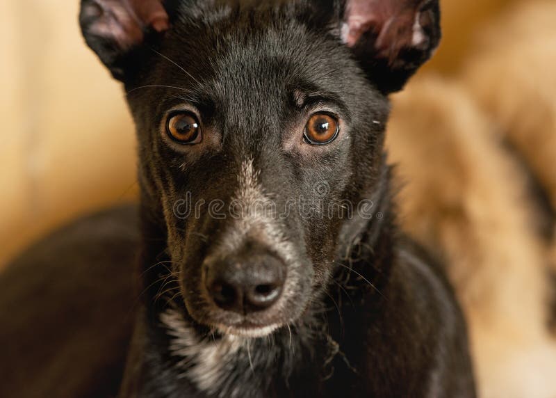 Dog from a homeless animals shelter on a simple one-color background. Dog from a homeless animals shelter on a simple one-color background