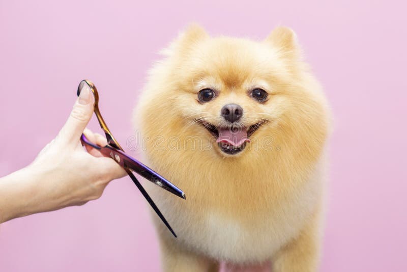 Hund får hårklippta på Pet Spa Grooming Salon Avstängning av hund arkivfoton