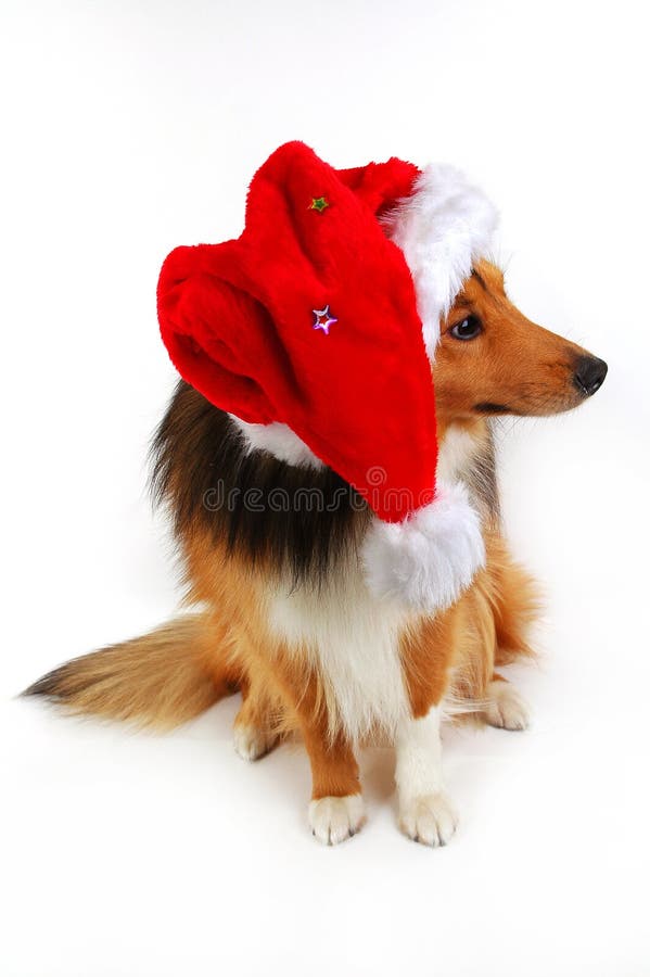 Christmas dog close-up on white background. Christmas dog close-up on white background