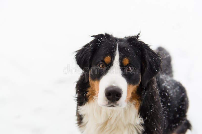 Hund för Bernese berg i snön arkivbild Hund för Bernese berg i snön arkivbild