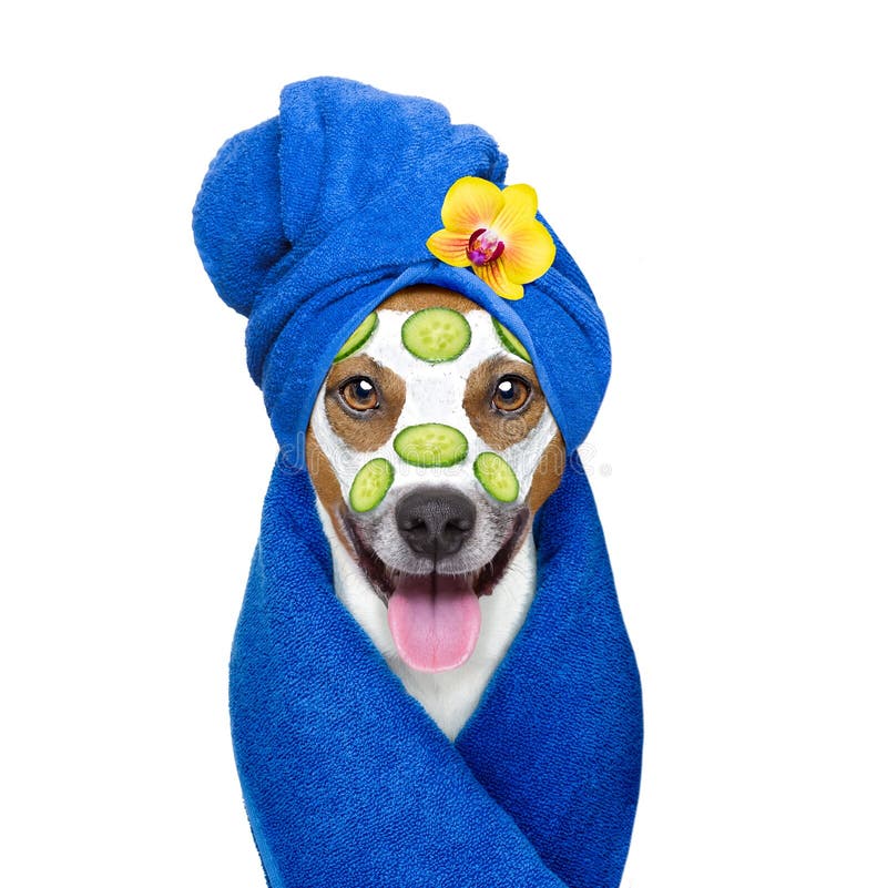 Jack russell dog relaxing with beauty mask in spa wellness center , moisturizing cream mask and cucumber , isolated on white background. Jack russell dog relaxing with beauty mask in spa wellness center , moisturizing cream mask and cucumber , isolated on white background