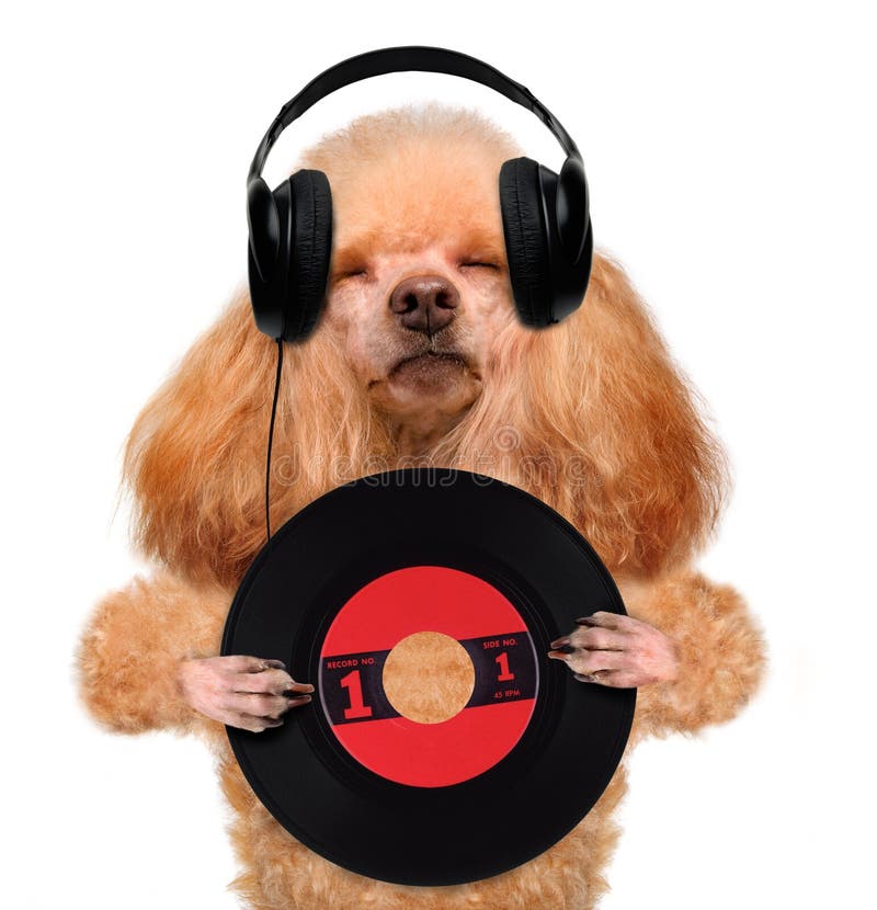 Hund för rekord för musikheadphonevinyl arkivfoto