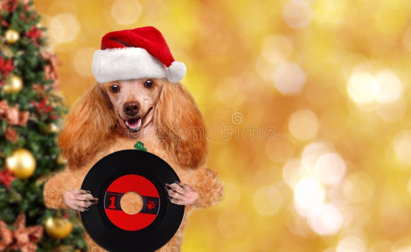 Hund för rekord för musikheadphonevinyl Jul fotografering för bildbyråer