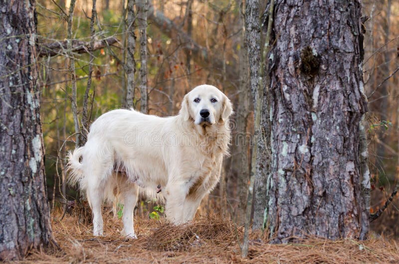 White Great Pyrenees, Pyrenean Mountain Dog, Kuvasz, Golden Retriever dog, Walton County Animal Control, humane society adoption photo, outdoor pet photography. White Great Pyrenees, Pyrenean Mountain Dog, Kuvasz, Golden Retriever dog, Walton County Animal Control, humane society adoption photo, outdoor pet photography