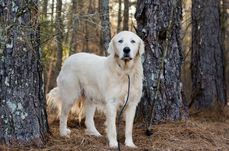 White Great Pyrenees, Pyrenean Mountain Dog, Kuvasz, Golden Retriever dog, Walton County Animal Control, humane society adoption photo, outdoor pet photography. White Great Pyrenees, Pyrenean Mountain Dog, Kuvasz, Golden Retriever dog, Walton County Animal Control, humane society adoption photo, outdoor pet photography