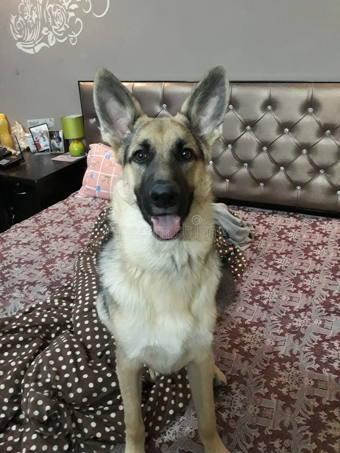 Hund för tysk herde som kopplar av i rummet fotografering för bildbyråer Hund för tysk herde som kopplar av i rummet fotografering för bildbyråer