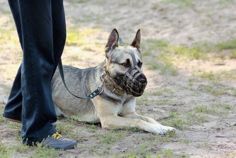 Hund för tysk herde som ligger på jordningen och att bära en tysta ned som ser dess ägare arkivfoto Hund för tysk herde som ligger på jordningen och att bära en tysta ned som ser dess ägare arkivfoto