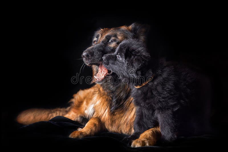 Hund för tysk herde för studiostående med valpen royaltyfria bilder Hund för tysk herde för studiostående med valpen royaltyfria bilder