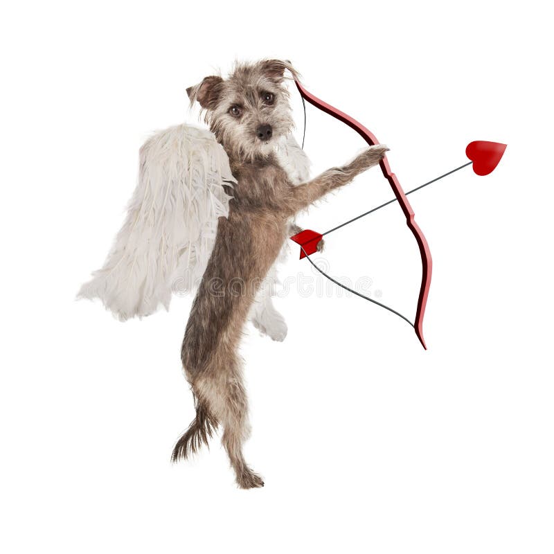 Hund för valentindagkupidon arkivfoto Hund för valentindagkupidon arkivfoto
