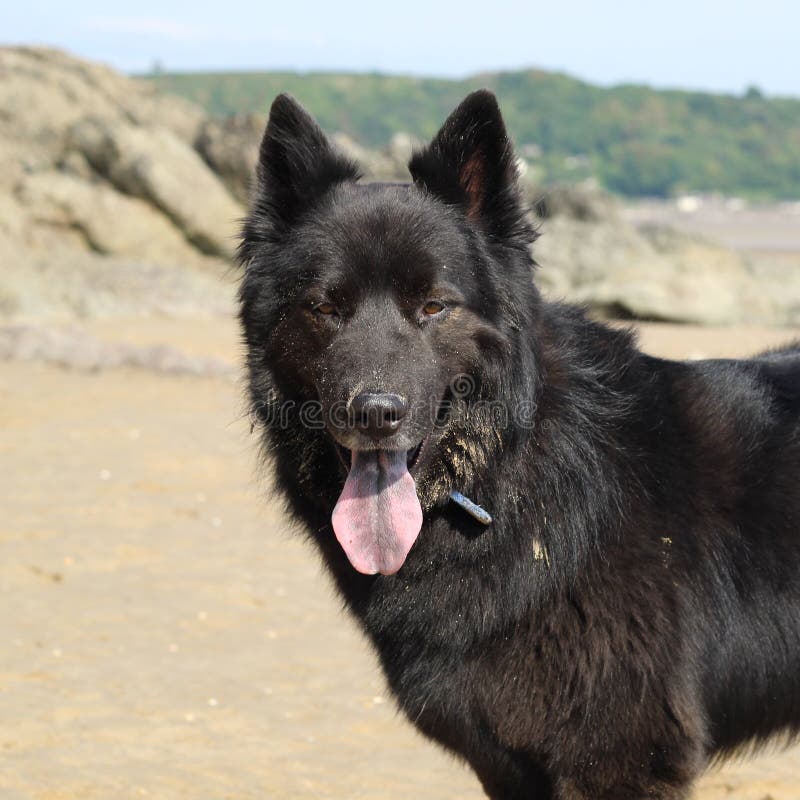 Hund för vargpojke arkivfoton Hund för vargpojke arkivfoton