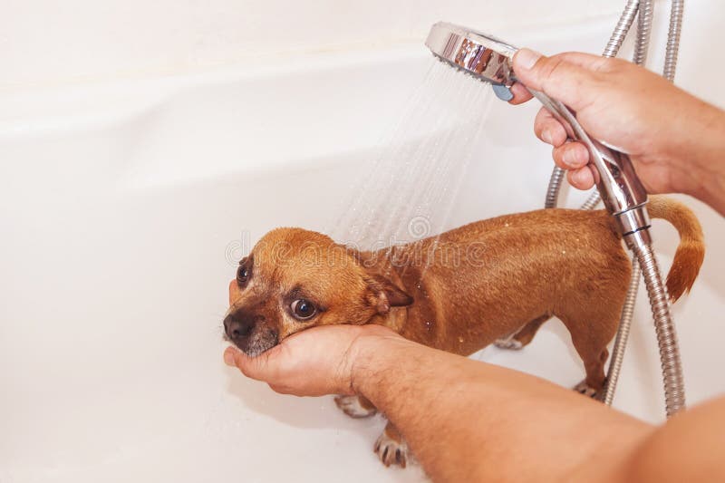 Man who Wash a dog in Bathtub. Man who Wash a dog in Bathtub