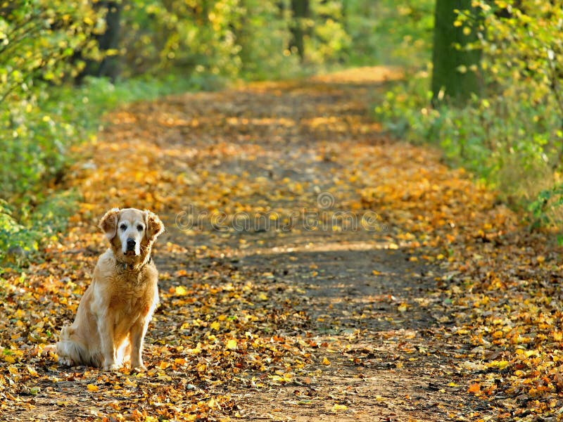 Hund (Goldapportierhund) Auf Weg Im Park Stockbild Bild