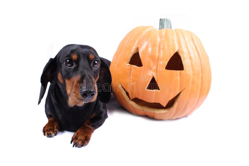 Download Hund halloween arkivfoto. Bild av pumpa, valp, husdjur - 225406