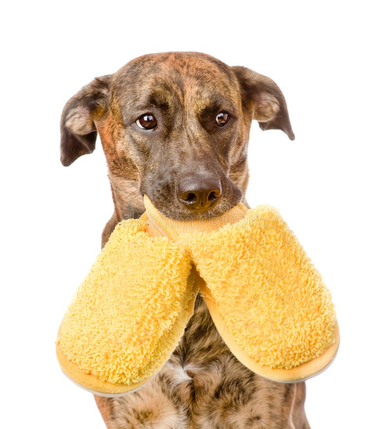 Hund, Der Auf Pantoffeln Kaut Stockbild Bild von alleine, getrennt