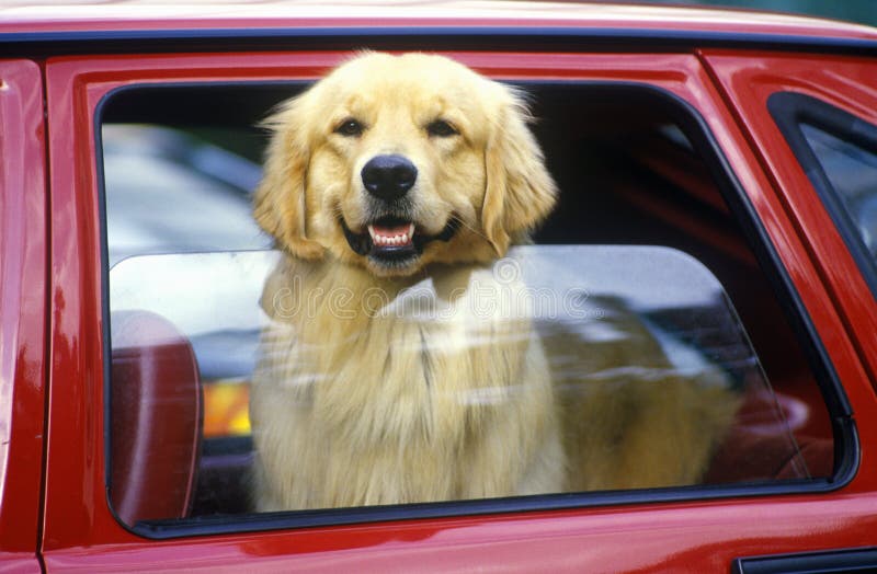 Hund i det röda bilfönstret, Miami, FL