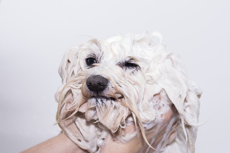 Hund i duschen arkivfoto. Bild av troget, varmt, för 52986604