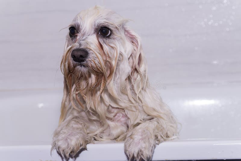 Hund i duschen arkivfoto. Bild av anhydrous, angus, badar 52986604