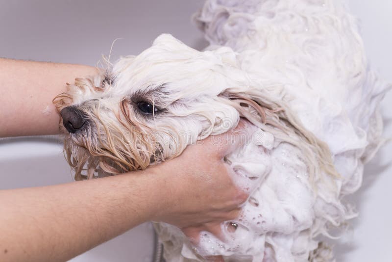 Hund i duschen arkivfoto. Bild av troget, varmt, för 52986604