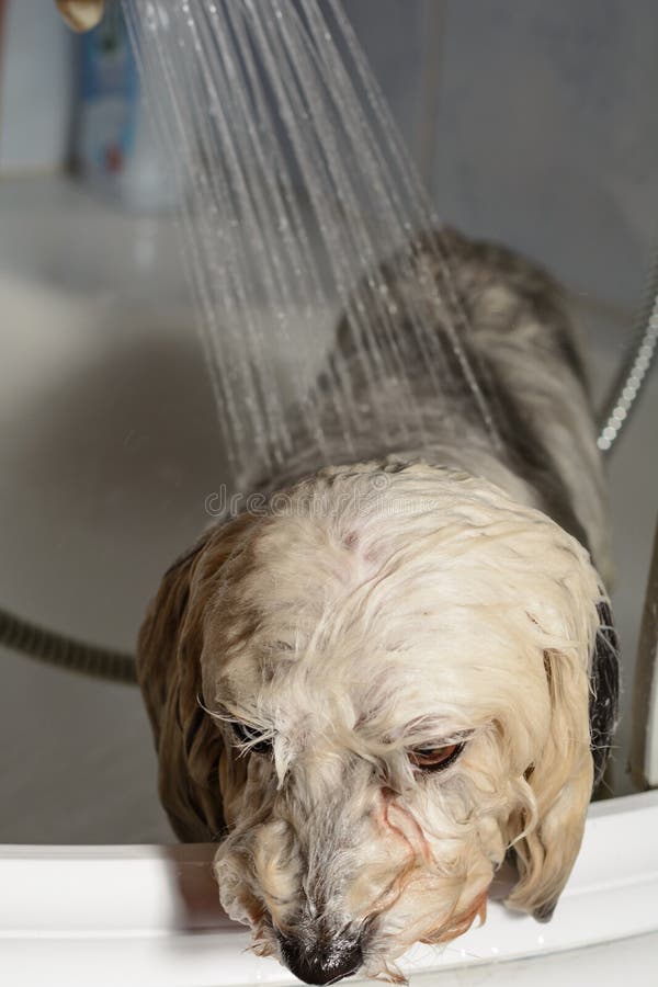 Hund i duschen arkivfoto. Bild av anhydrous, angus, badar 52986604