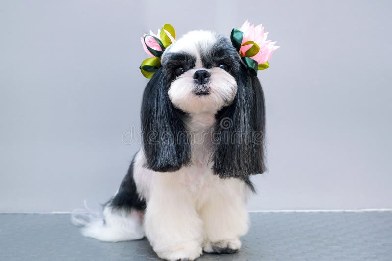 Hund i en grooming salon arkivbild