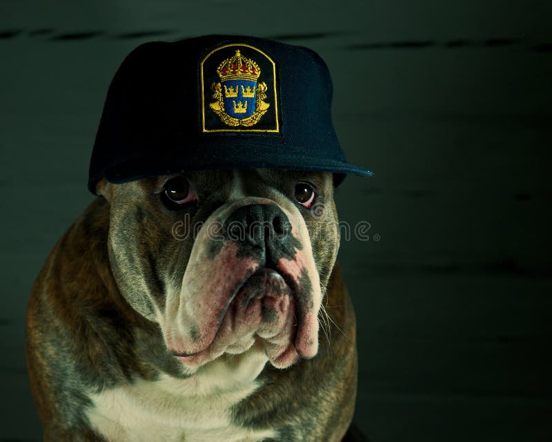 Hund i en polishatt arkivfoto Hund i en polishatt arkivfoto