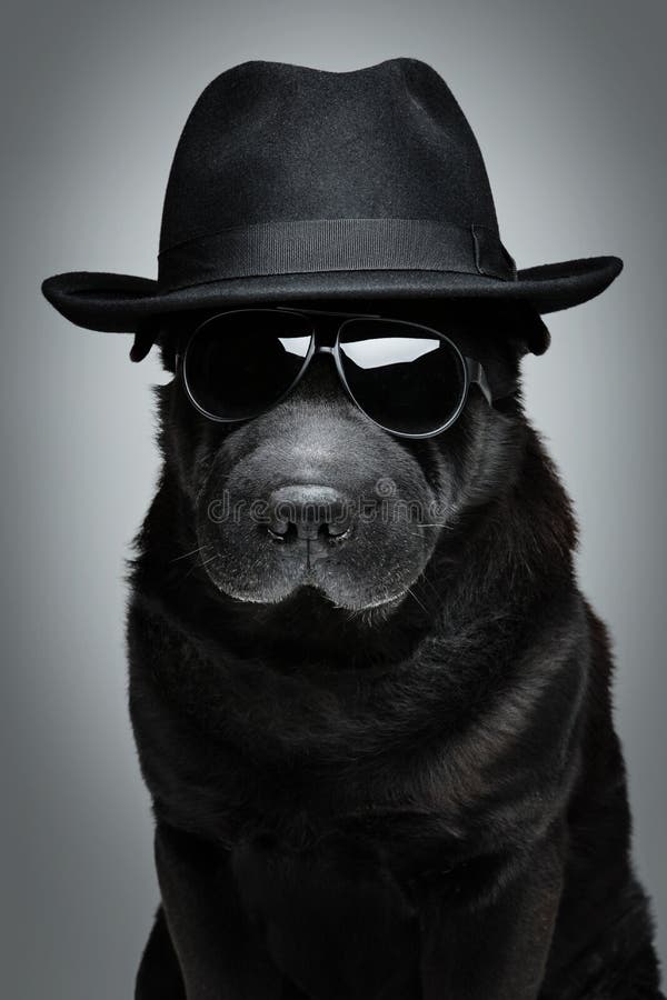 Hund i hatt och solglasögon arkivbild Hund i hatt och solglasögon arkivbild