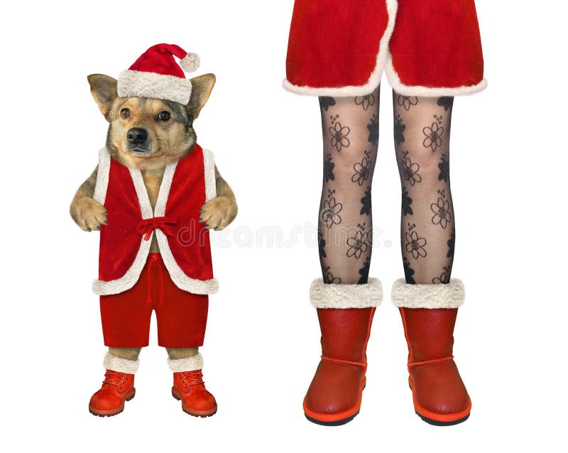 A beige dog in Santa Claus costume stands at female legs for Christmas. White background. Isolated. A beige dog in Santa Claus costume stands at female legs for Christmas. White background. Isolated