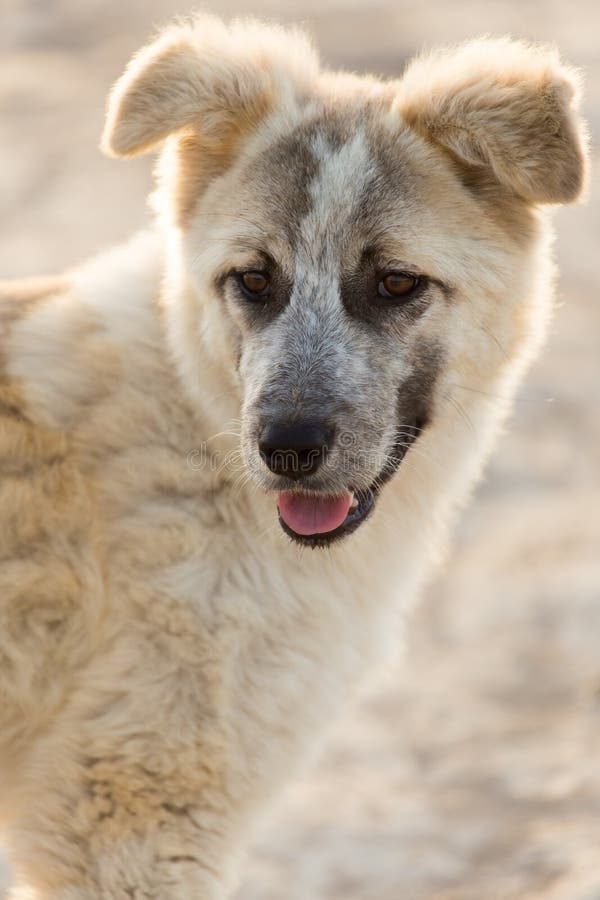 Hund i natur fotografering för bildbyråer. Bild av angus 103348159