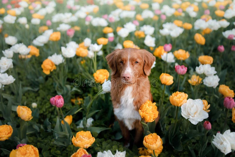 Hund i tulpanblommor Husdjur i sommar i natur Toller royaltyfria bilder Hund i tulpanblommor Husdjur i sommar i natur Toller royaltyfria bilder