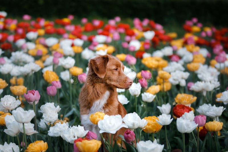 Hund i tulpanblommor Husdjur i sommar i natur Toller royaltyfri foto Hund i tulpanblommor Husdjur i sommar i natur Toller royaltyfri foto