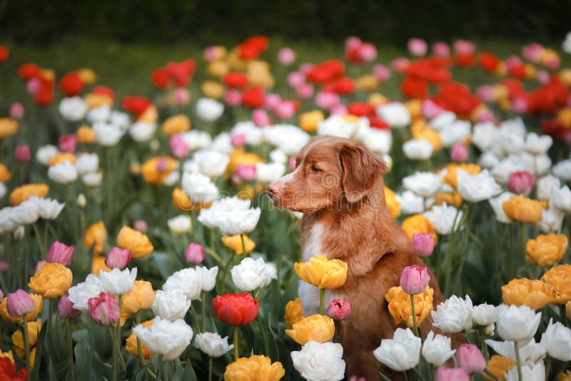 Hund i tulpanblommor Husdjur i sommar i natur Toller arkivfoto Hund i tulpanblommor Husdjur i sommar i natur Toller arkivfoto