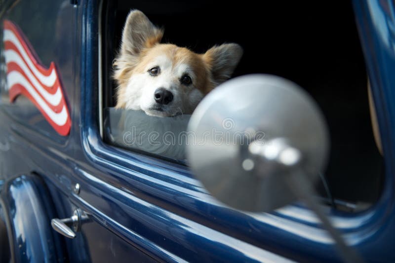 Dog in dark blue retro car with US flag and side mirror looking sad and/ or staring at itself in the side mirror in a sad, lonely, wistful or vain way. Dog in dark blue retro car with US flag and side mirror looking sad and/ or staring at itself in the side mirror in a sad, lonely, wistful or vain way