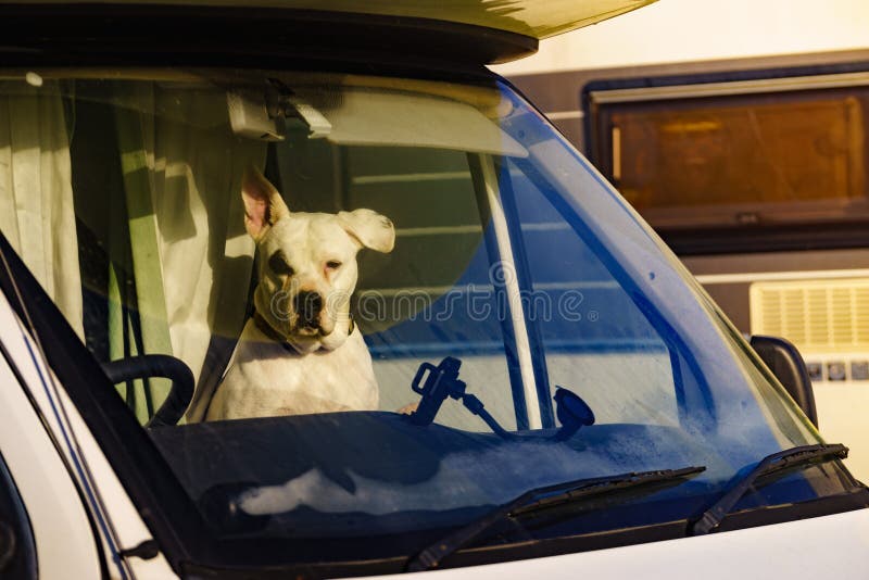 Hund im Campingwagen. Hund im Rv-Campingwagen mit Blick auf die Fensterscheibe. Wohnmobil mit Begleiter. Gefahr einer Überhitzung oder Hypothermie bei Heimtieren