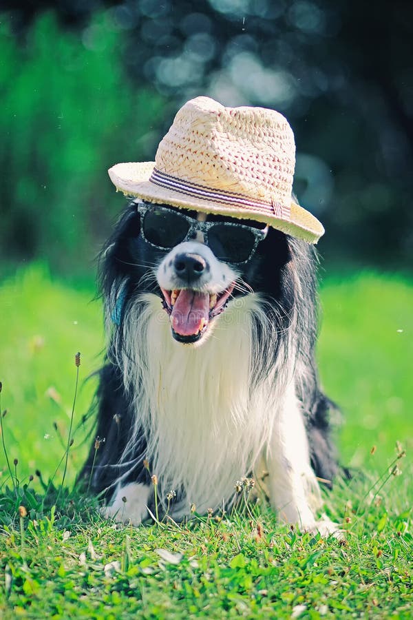 Hund Im Hut Und In Der Sonnenbrille Stockfoto Bild von hunde