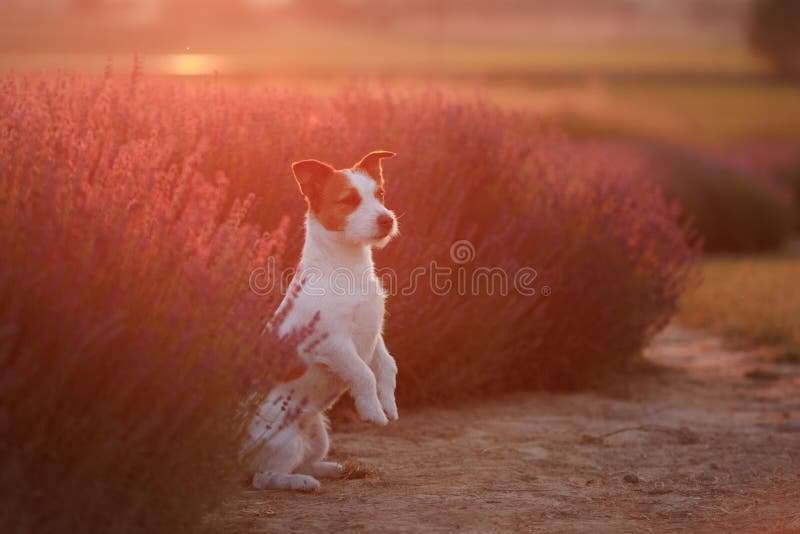 Hund Im Lavendel Jack Russell Terrier In Den Blumen Stockfoto Bild