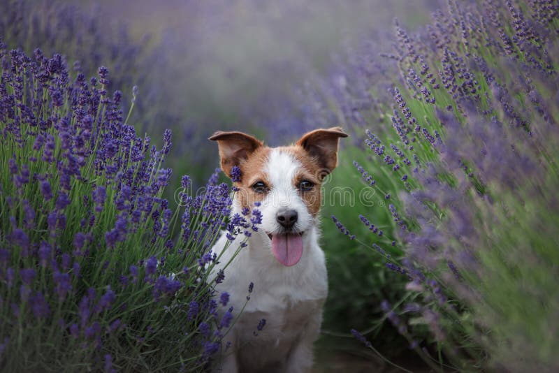Hund Im Lavendel Jack Russell Terrier In Den Blumen Stockfoto Bild
