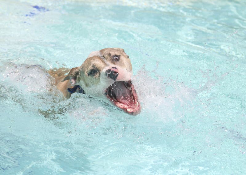 Entschlossene Hundeschwimmen Stockfoto Bild von hund, pool 56177442