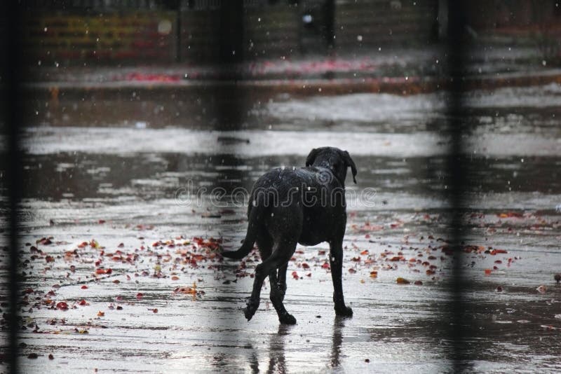 Hund im Regen stockbild. Bild von outdoor, herbst, welpe 39533421