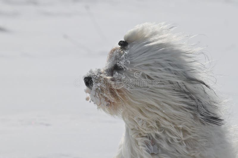 Lustiger bittener Hund stockfoto. Bild von sitting, haustier 36104504