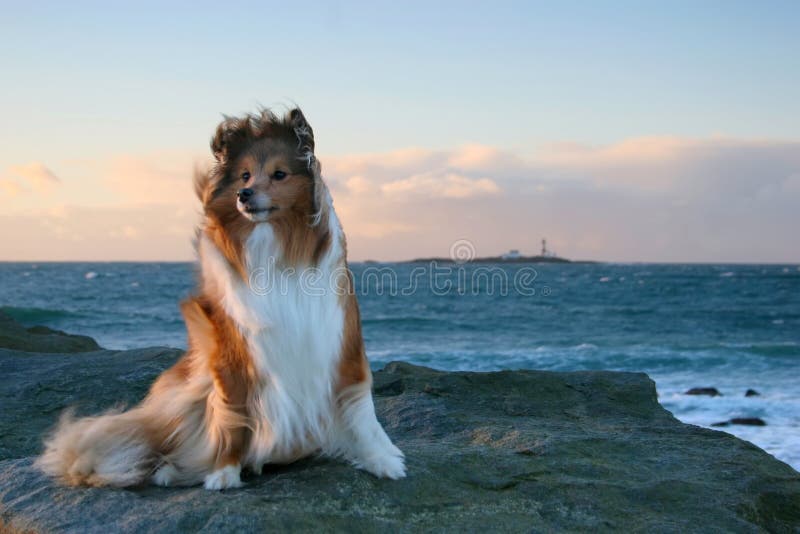 hund im wind