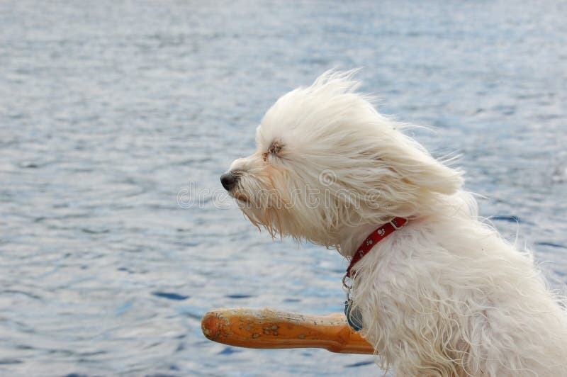 Hund im Wind stockbild. Bild von wütend, wind, ruder, freund 6247649