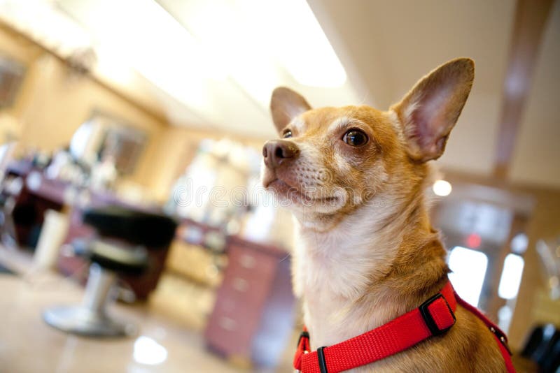 Hund inom en skönhetsalong royaltyfri fotografi Hund inom en skönhetsalong royaltyfri fotografi