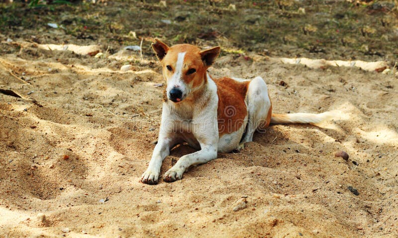 Hund Ist Schlafen Canidae Im Sand Stockfoto Bild von lazing, familie