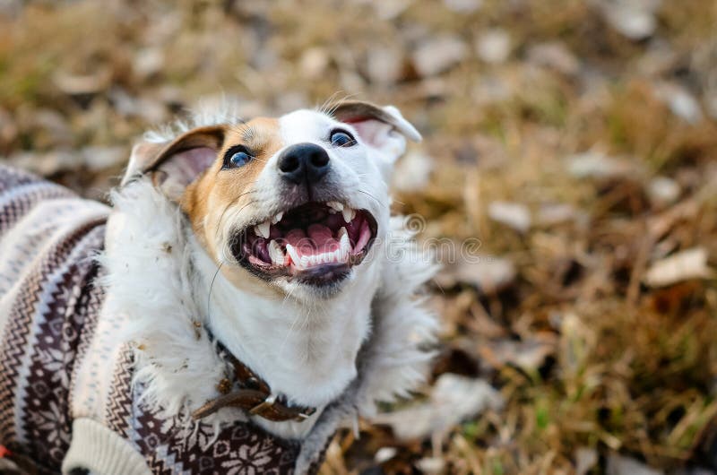 Hund Jack Russell Terrier i laget som ser upp Rolig hund med ett leende arkivbild Hund Jack Russell Terrier i laget som ser upp Rolig hund med ett leende arkivbild