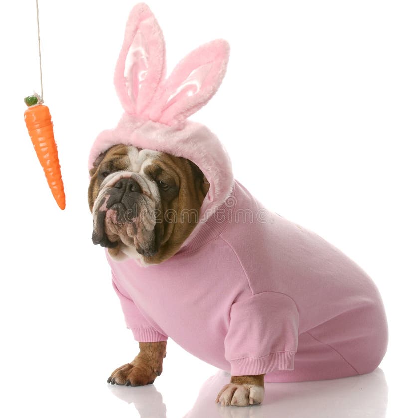 Hund kleidete oben als Osterhase an lizenzfreie stockfotografie Hund kleidete oben als Osterhase an lizenzfreie stockfotografie