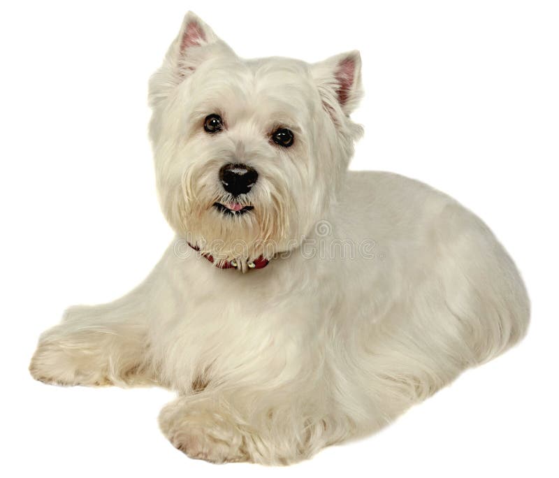 Hund Klein. FotografieStudio Auf Einem Weiß Stockbild Bild von