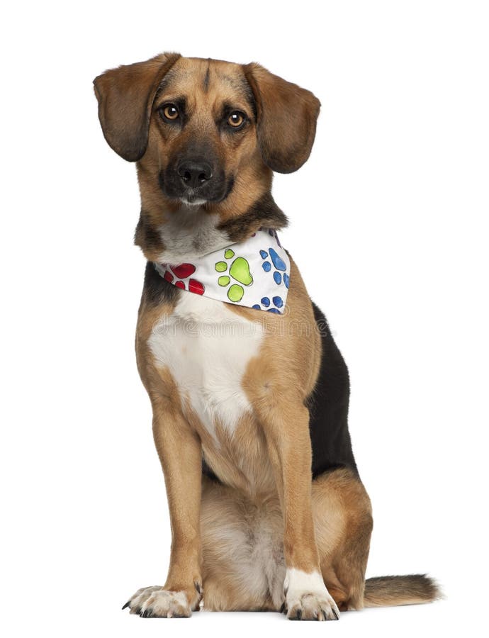 Hund, Kreuzbrut mit einem Spürhund, 2 Jahre alt stockfotos