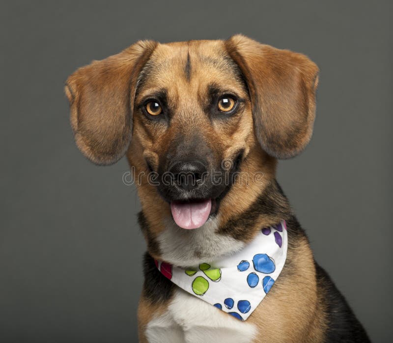 Hund, Kreuzbrut mit einem Spürhund, 2 Jahre alt stockfotografie