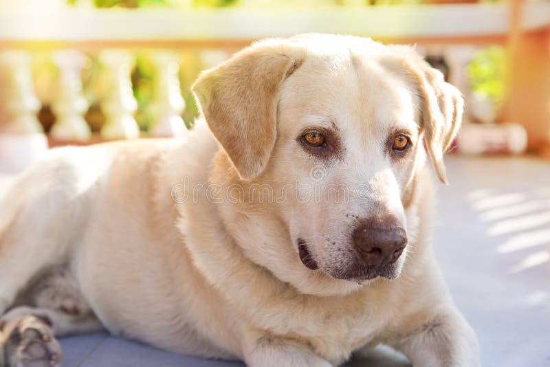 Hund labrador retriever som ner ligger främre hus royaltyfri fotografi Hund labrador retriever som ner ligger främre hus royaltyfri fotografi