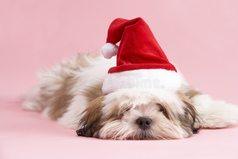 Hund Lhasa-Apso, der Sankt-Hut trägt stockfotografie Hund Lhasa-Apso, der Sankt-Hut trägt stockfotografie